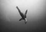 Chloe Underwater Photo Metallic Print "Agua Lobo" in B/W
