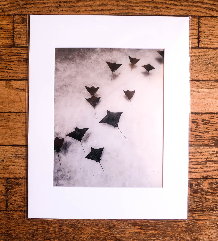 Chloe Underwater Photo Metallic Print "Cast Your Fate Into The Wind" in B/W