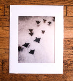 Chloe Underwater Photo Metallic Print "Cast Your Fate Into The Wind" in B/W