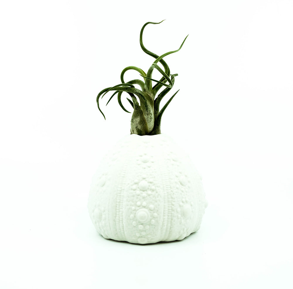 Urchin Budvase Planter 4"