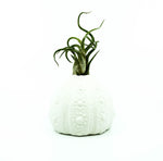 Urchin Budvase Planter 4"