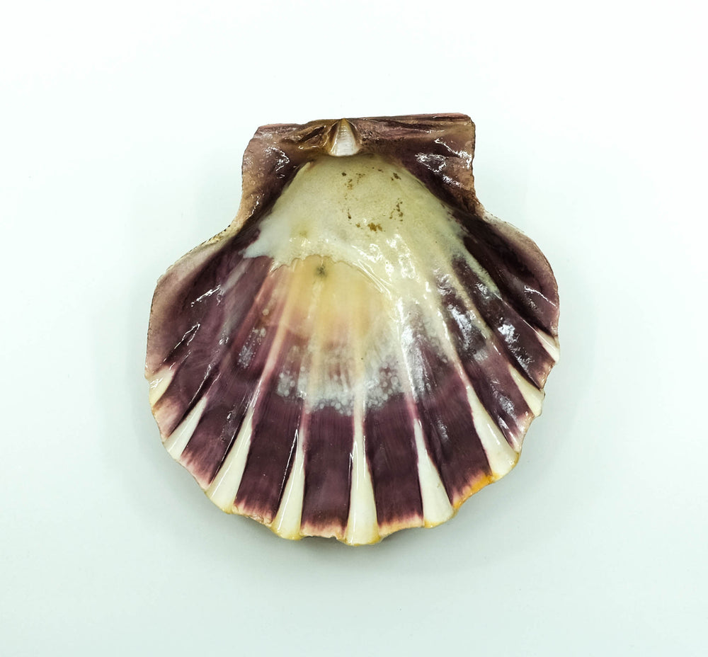Lion Paw Shell Smudge Bowl