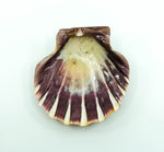 Lion Paw Shell Smudge Bowl
