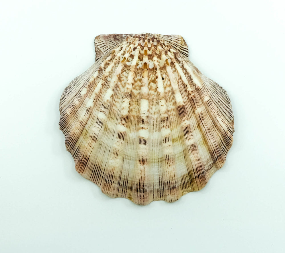 Lion Paw Shell Smudge Bowl