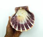 Lion Paw Shell Smudge Bowl