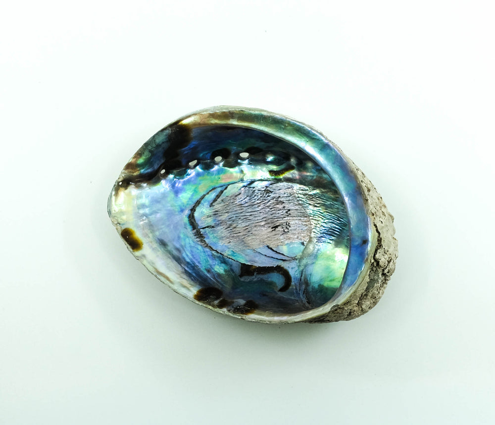Abalone Shell Smudge Bowl