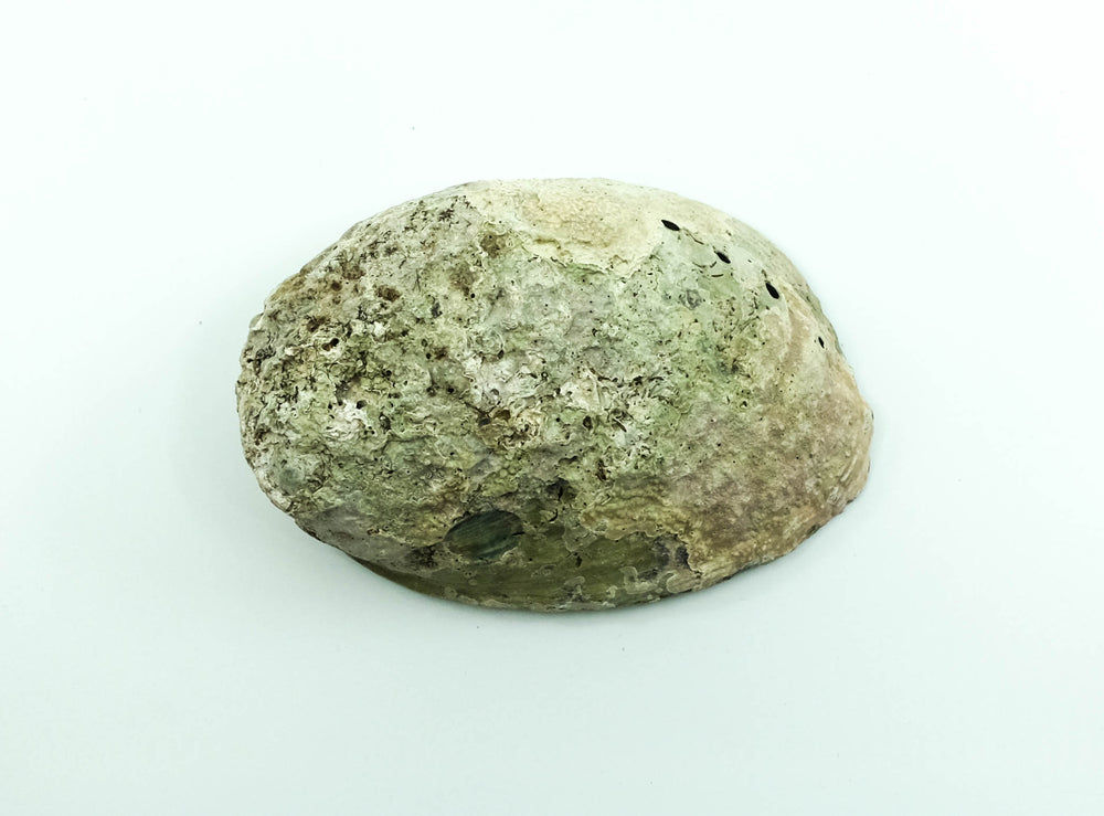 Abalone Shell Smudge Bowl