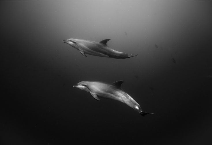 Chloe Underwater Photo Metallic Print "Dos Amigos" in B/W