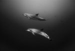 Chloe Underwater Photo Metallic Print "Dos Amigos" in B/W