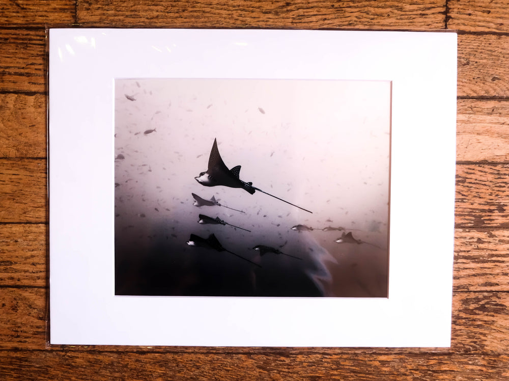 Chloe Underwater Photo Metallic Print "Fly Like An Eagle(Ray)" in B/W