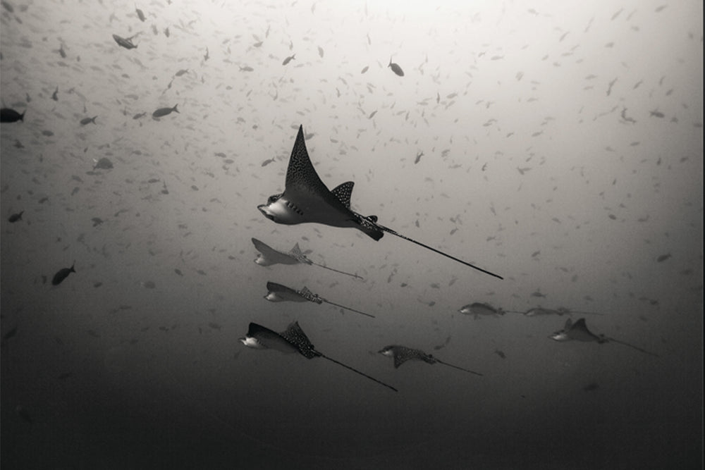 Chloe Underwater Photo Metallic Print "Fly Like An Eagle(Ray)" in B/W