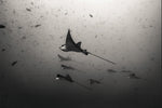 Chloe Underwater Photo Metallic Print "Fly Like An Eagle(Ray)" in B/W