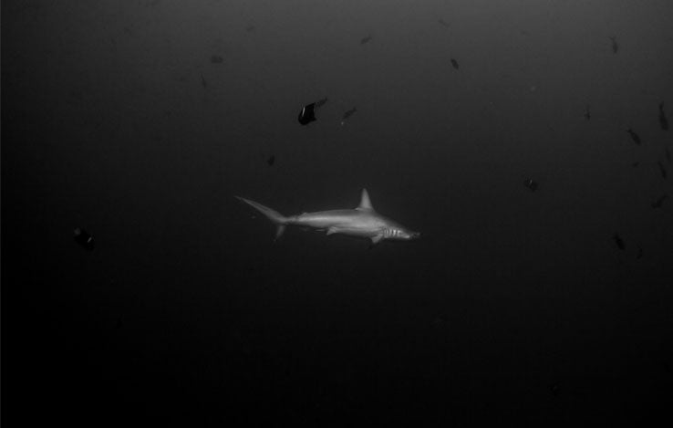 Chloe Underwater Photo Metallic Print "Hammer Time" in B/W