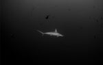Chloe Underwater Photo Metallic Print "Hammer Time" in B/W