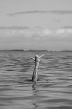 Joy Armstrong Photo Art Print "Shoots" in Black/White