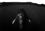 Chloe Underwater Photo Metallic Print "The Singer" in B/W